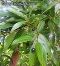 Chinese cinnamon